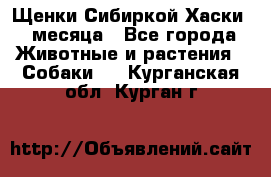 Щенки Сибиркой Хаски 2 месяца - Все города Животные и растения » Собаки   . Курганская обл.,Курган г.